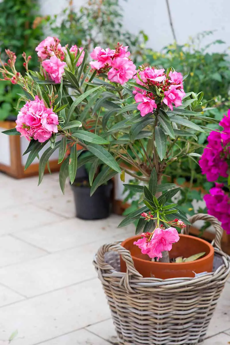 Una imagen vertical de un arbusto de adelfa en maceta rosa en una cesta en un patio.