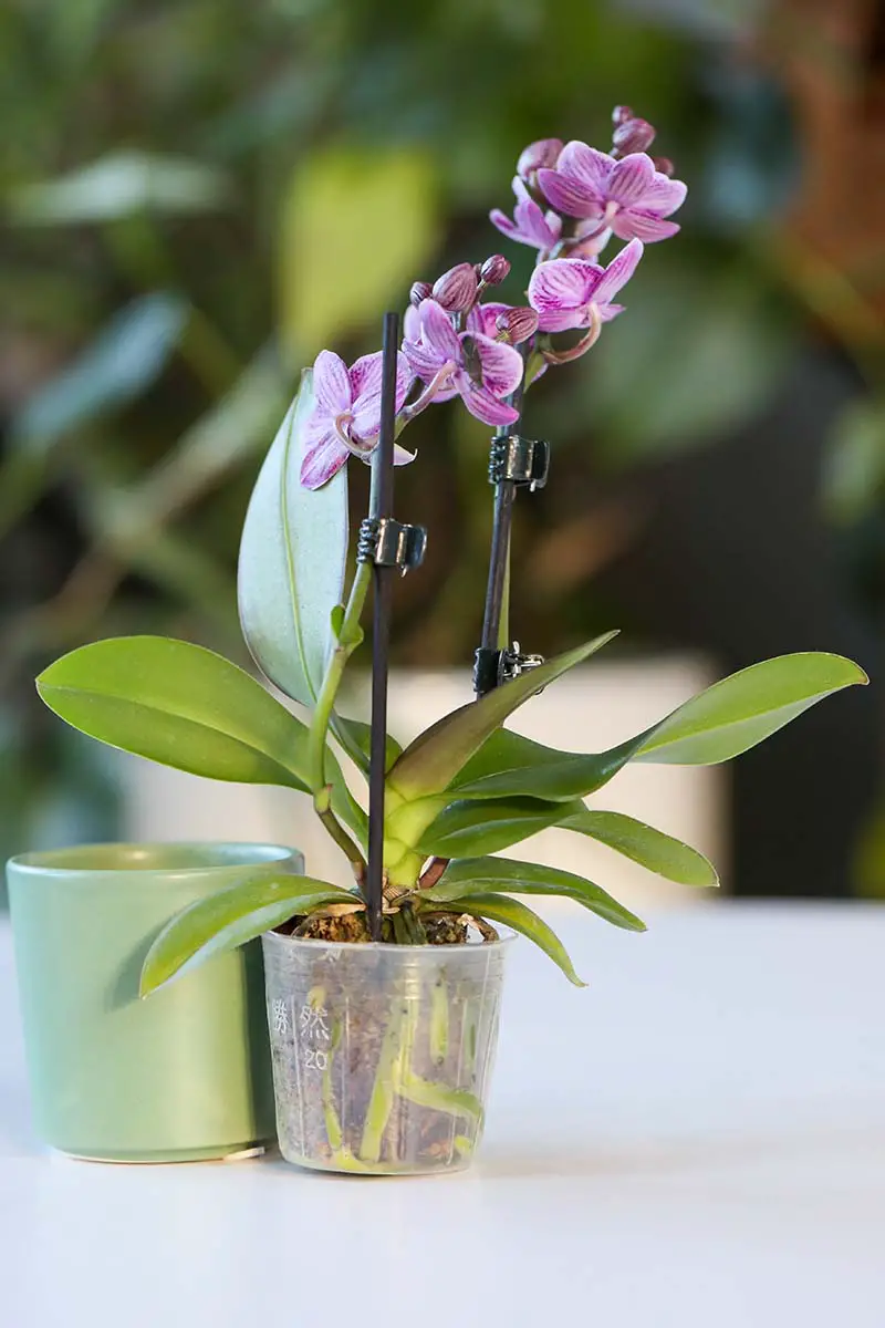 Una imagen vertical de cerca de una orquídea en maceta en plena floración sobre una mesa blanca.