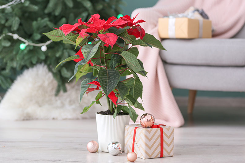 Una imagen horizontal de una sala de estar con una planta Euphorbia pulcherrima en una maceta blanca colocada en el suelo con adornos navideños y un regalo al lado y un árbol y regalos en un enfoque suave en el fondo.
