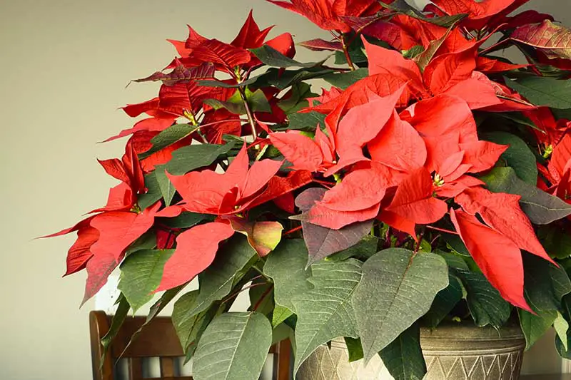 Una imagen horizontal de primer plano de una gran flor de Navidad madura con brácteas rojas brillantes en una maceta decorativa dorada que crece en el interior.