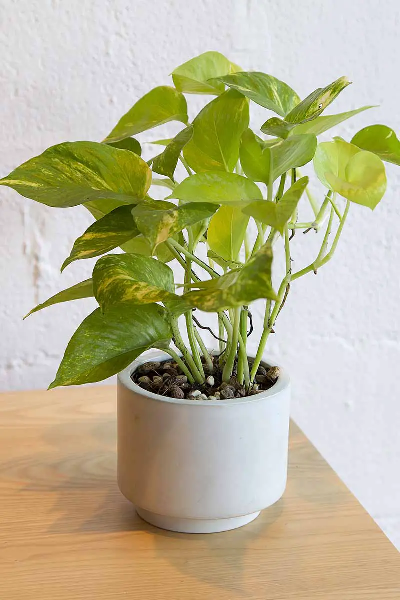 Una imagen vertical de cerca de una planta de interior pothos con hojas amarillas que crecen en una olla pequeña colocada sobre una superficie de madera.