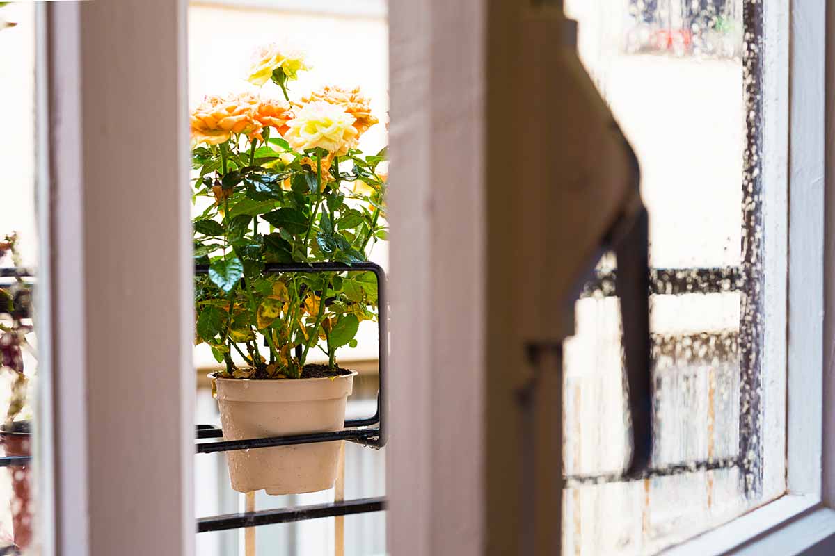 Una imagen horizontal de cerca de una ventana entreabierta que revela un arbusto de rosas en maceta que crece en un balcón.