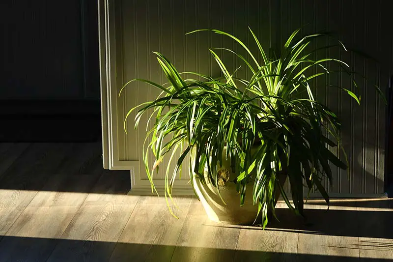 Una imagen horizontal de primer plano de una gran planta de araña que crece en una maceta de terracota colocada sobre una superficie de madera con luz que entra a través de una ventana cercana.