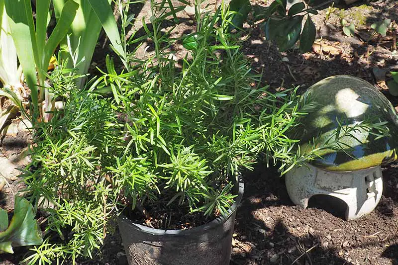 Un primer plano de una planta de Savlia rosmarinus que crece en una pequeña maceta de plástico negro, colocada en el suelo con un adorno de hongo de cerámica a la derecha del marco, bajo la luz del sol filtrada.