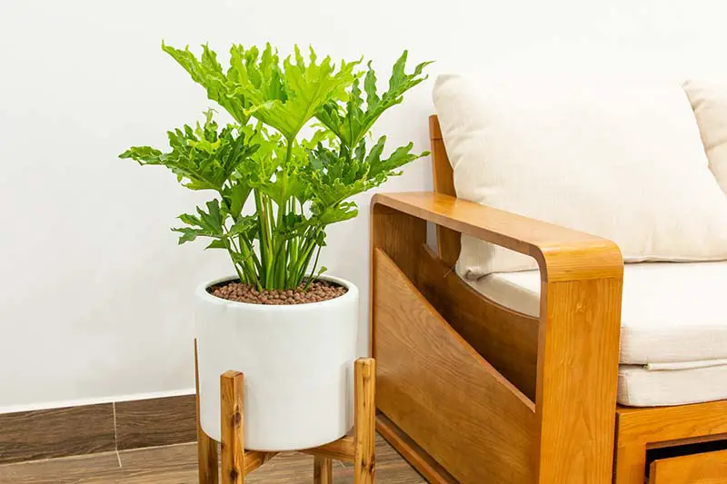 Una imagen horizontal de primer plano de un pequeño filodendro de árbol que crece en un recipiente redondo blanco colocado en un puesto junto a un sofá de madera.