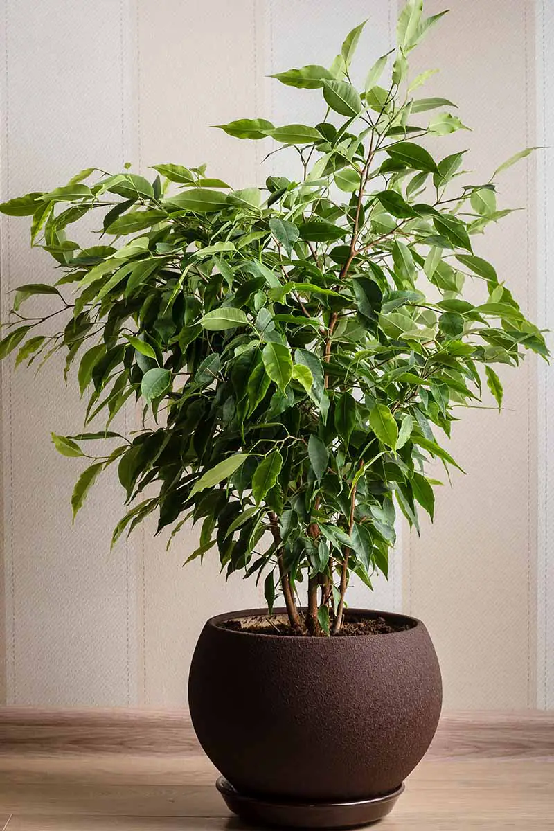 Una imagen vertical de cerca de un higo llorón en maceta (Ficus benjamina) que crece en interiores como planta de interior.
