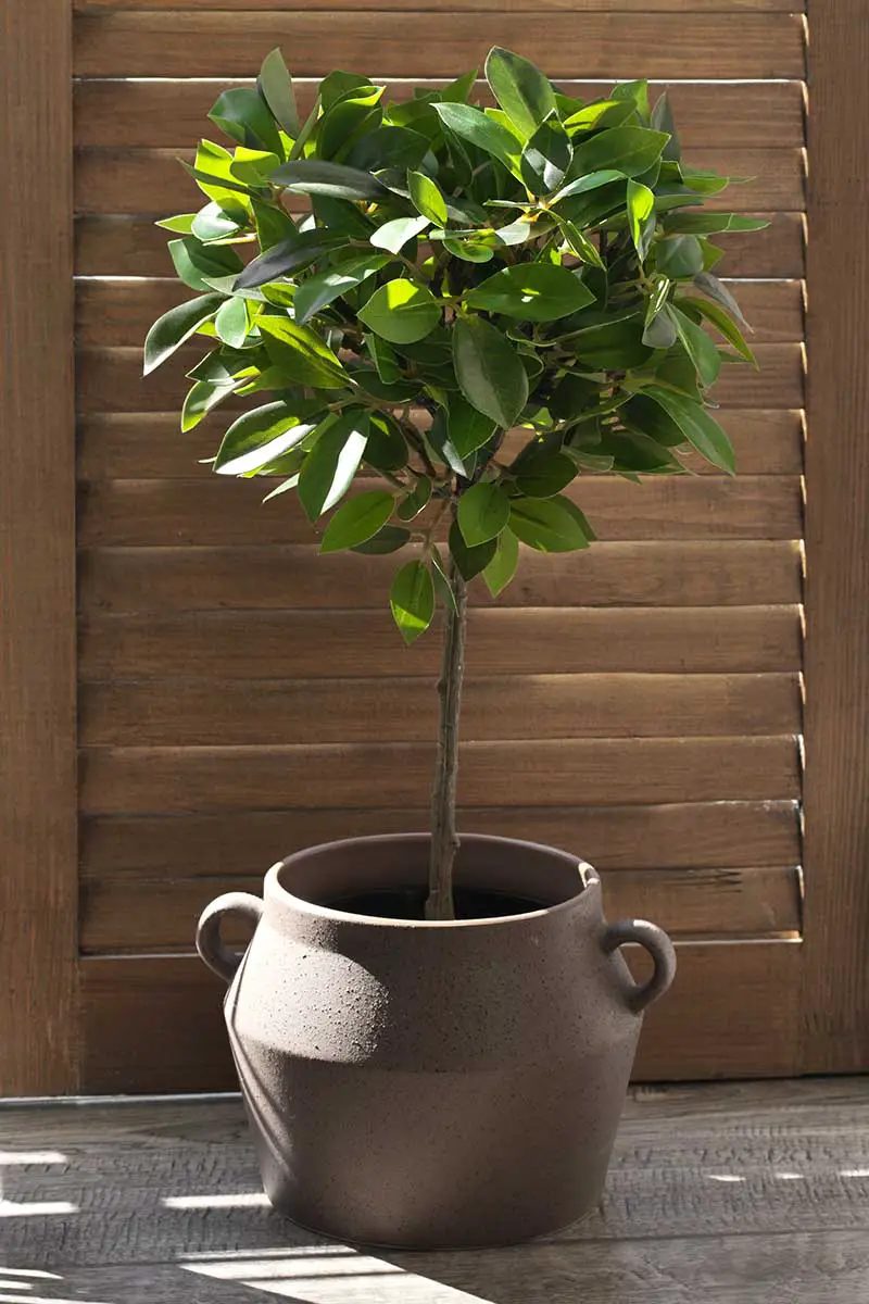 Una imagen vertical de cerca de un higo llorón que crece en una vasija de cerámica en un patio con una valla de madera en el fondo.