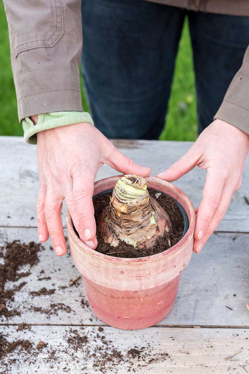 Una imagen vertical de cerca de dos manos plantando una bombilla en una maceta de terracota sobre una superficie de madera.