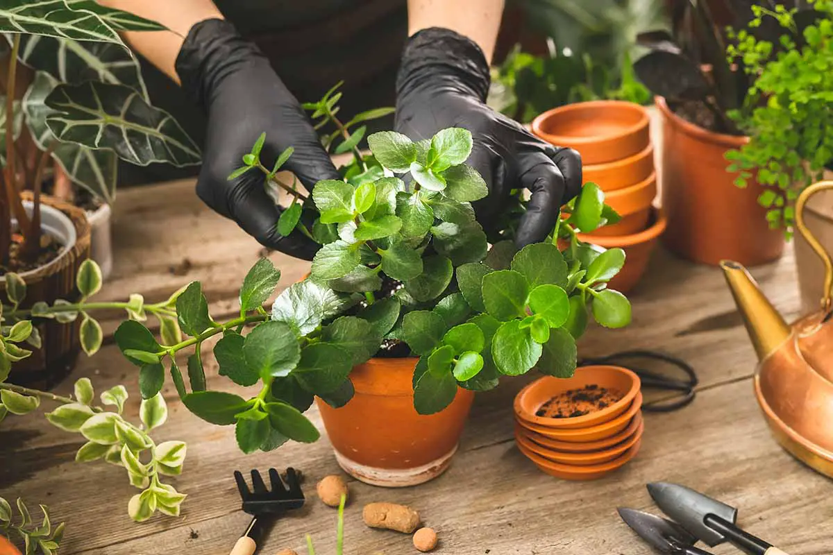 Una imagen horizontal de cerca de un jardinero con guantes negros plantando una pequeña planta de kalanchoe de floristería.