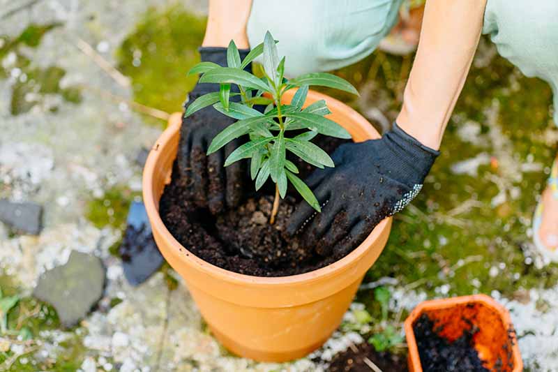 Una imagen horizontal de cerca de un jardinero plantando un pequeño arbusto de adelfa en una maceta de terracota.