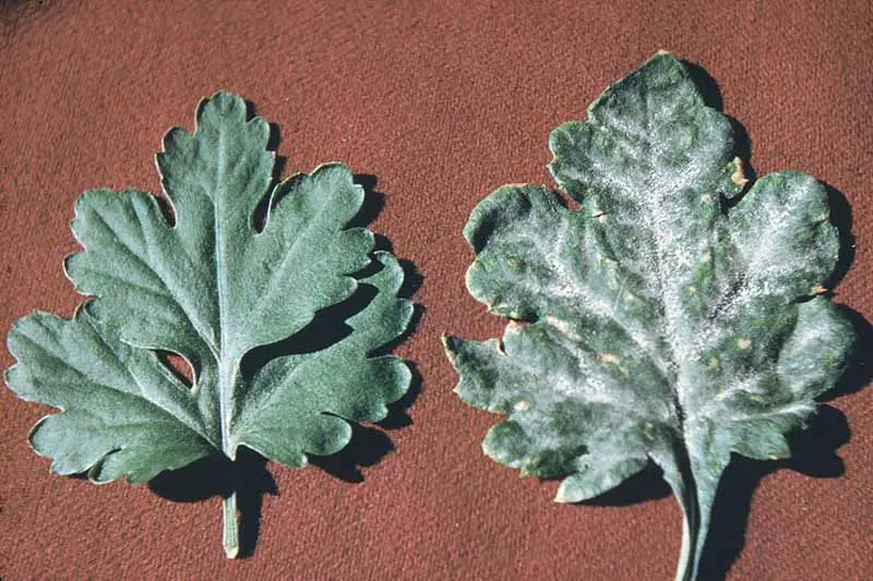 Una imagen horizontal de primer plano de dos hojas de crisantemo, una de las cuales sufre una infección por mildiú polvoroso.