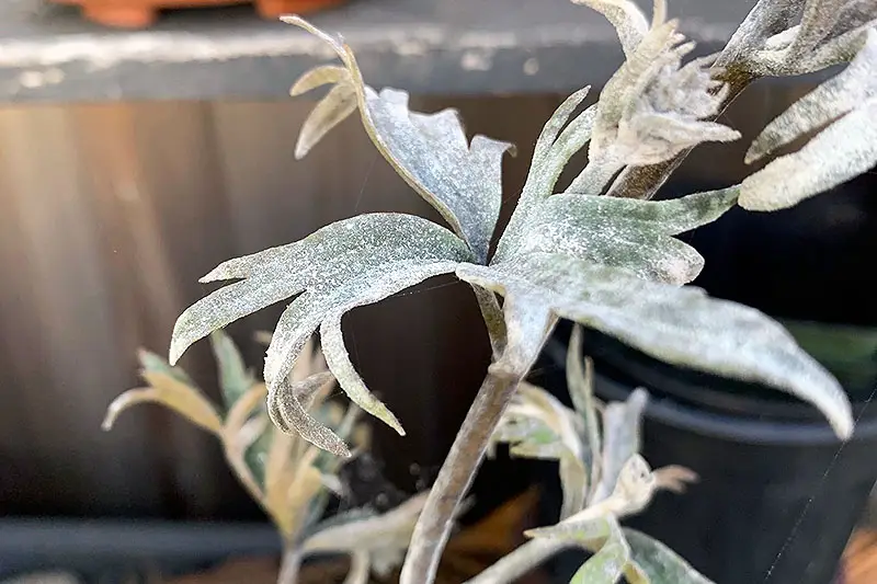Una imagen horizontal de primer plano del follaje de las plantas delphinium que sufren de mildiu polvoriento, representada en un fondo de enfoque suave.