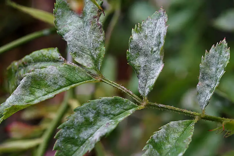Un primer plano de un tallo y follaje de una planta que sufre de mildiu polvoriento, una infección fúngica que causa manchas blancas en las hojas.