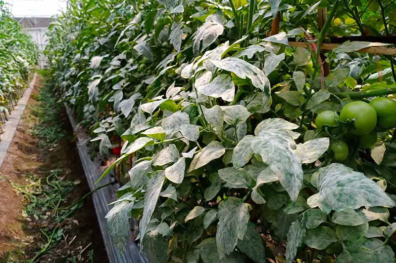 Una imagen horizontal de una fila de plantas de tomate que crecen en un invernadero que sufre de mildiú polvoroso, fotografiada con luz solar filtrada.