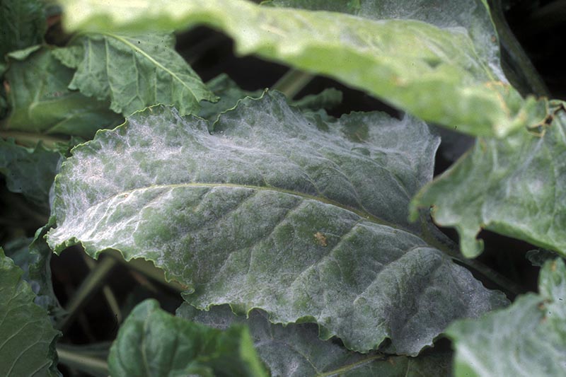 Una imagen horizontal de primer plano del follaje de Beta vulgaris que sufre de mildiú polvoroso, una infección fúngica que afecta a las hojas.
