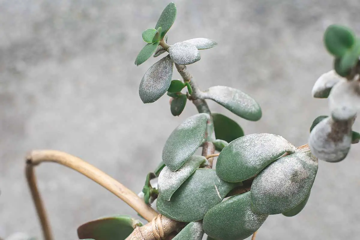Una imagen horizontal de cerca de una planta de jade (Crassula ovata) con mildiú polvoroso en la superficie del follaje.