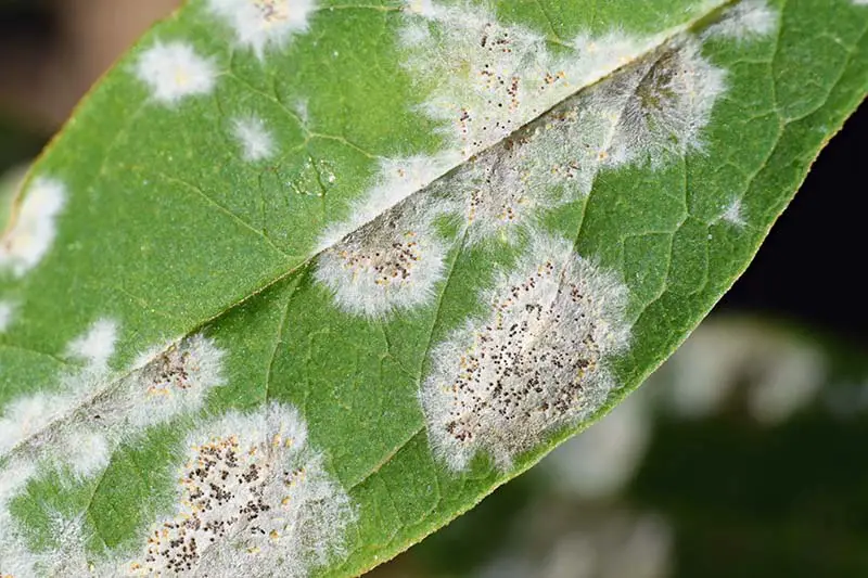Una imagen horizontal de cierre de una hoja verde que sufre de una infección muy grave de mildiu polvoriento, representada en un fondo de enfoque suave.