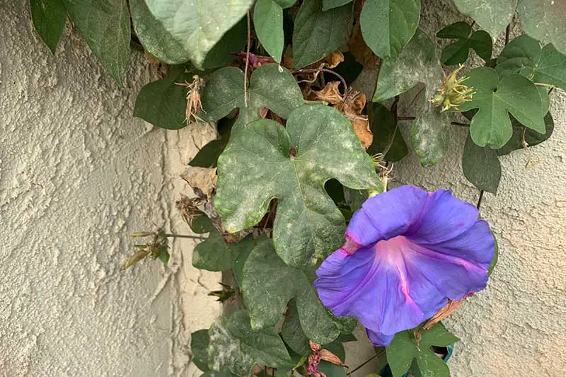 Una imagen horizontal de cerca de una flor de gloria matutina púrpura que crece en una pared con el follaje que sufre de una infección fúngica llamada mildiu polvoriento.