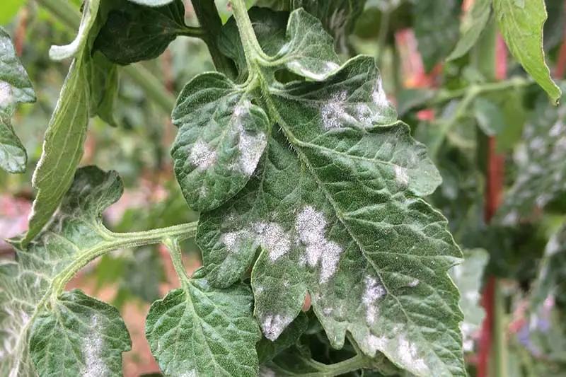 Una imagen horizontal de primer plano del follaje de una planta de tomate que sufre de una infección fúngica llamada mildiu polvoriento, representada en un fondo de enfoque suave.