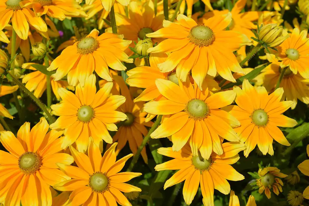 Un primer plano de las flores Susan de ojos negros naranjas y amarillas 'Prairie Sun' que crecen bajo el sol brillante.