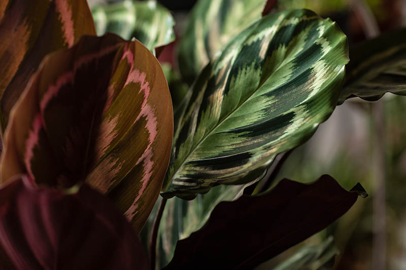 Una imagen horizontal de primer plano del follaje estampado de las plantas de oración que crecen bajo la luz del sol filtrada en el interior.