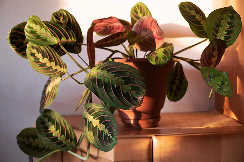 Una imagen horizontal de cerca de una planta de oración decorativa que crece en una pequeña maceta de terracota con luz solar filtrada.