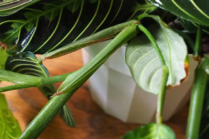 Una imagen horizontal de primer plano de los nudos de las hojas de un tallo de una planta de interior que desarrollará raíces.