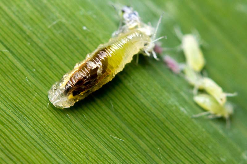 Una imagen horizontal de primer plano de una larva de crisopa verde que se alimenta de pulgones que infestan una hoja verde.