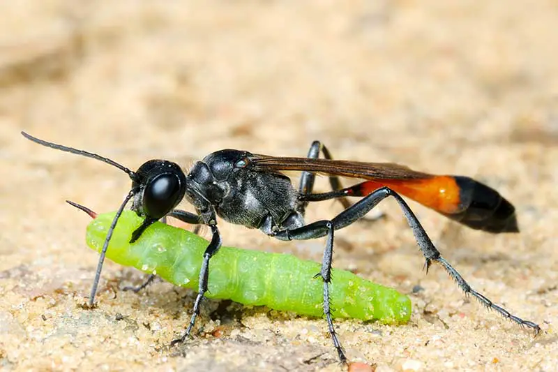 Una imagen horizontal de cerca de una avispa de cintura de hilo depredadora que lleva una oruga paralizada.