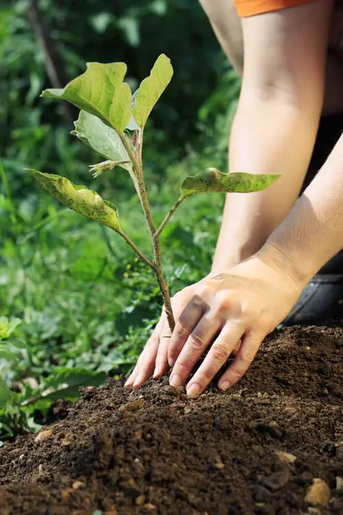 Una imagen vertical de dos manos desde la derecha del marco plantando un pequeño arbusto en el jardín.