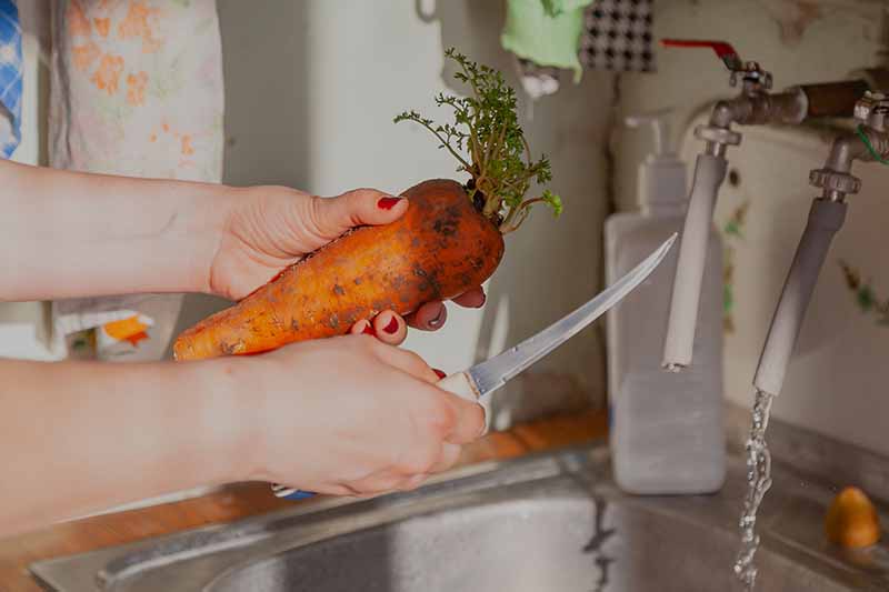 Una imagen horizontal de primer plano de dos manos desde la izquierda del marco, una sosteniendo un cuchillo y la otra sosteniendo una zanahoria sostenida sobre un fregadero de cocina.