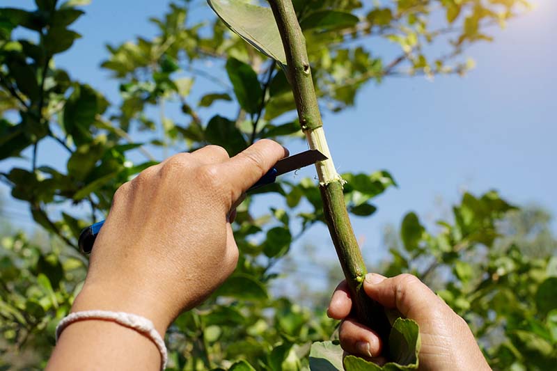 Una imagen horizontal de primer plano de dos manos raspando la corteza del tallo de un arbusto en preparación para las capas de aire.