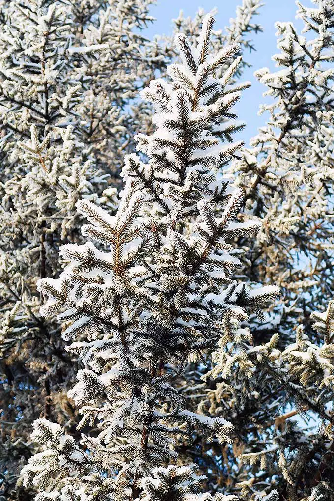 Antes de que lleguen las fuertes nevadas de la temporada, proteja sus árboles para que se mantengan saludables durante el invierno con nuestros consejos: 