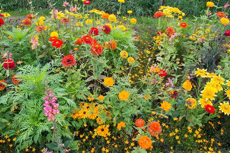 Una imagen horizontal de primer plano de un borde de jardín con flores silvestres florecientes en una variedad de colores.