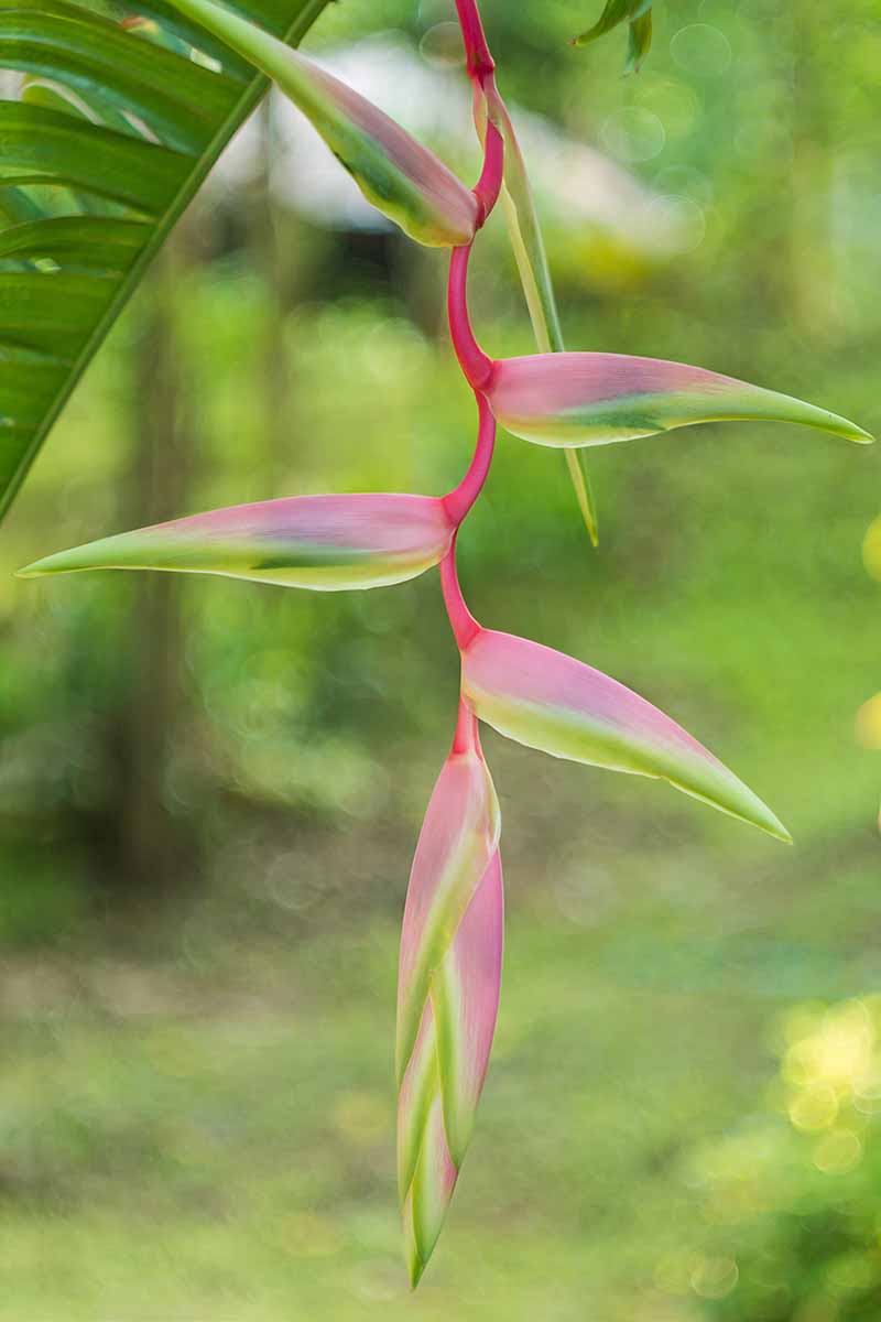 Una imagen vertical de cerca de una flor de jengibre con tallos rosados ​​sobre un fondo de enfoque suave.