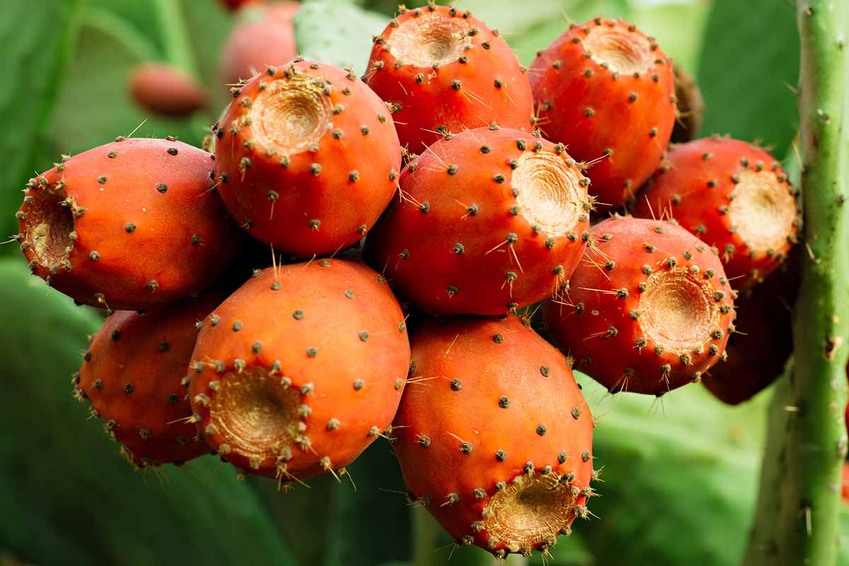 Una imagen horizontal de primer plano de un montón de frutos Opuntia rojos brillantes que crecen en el cactus.