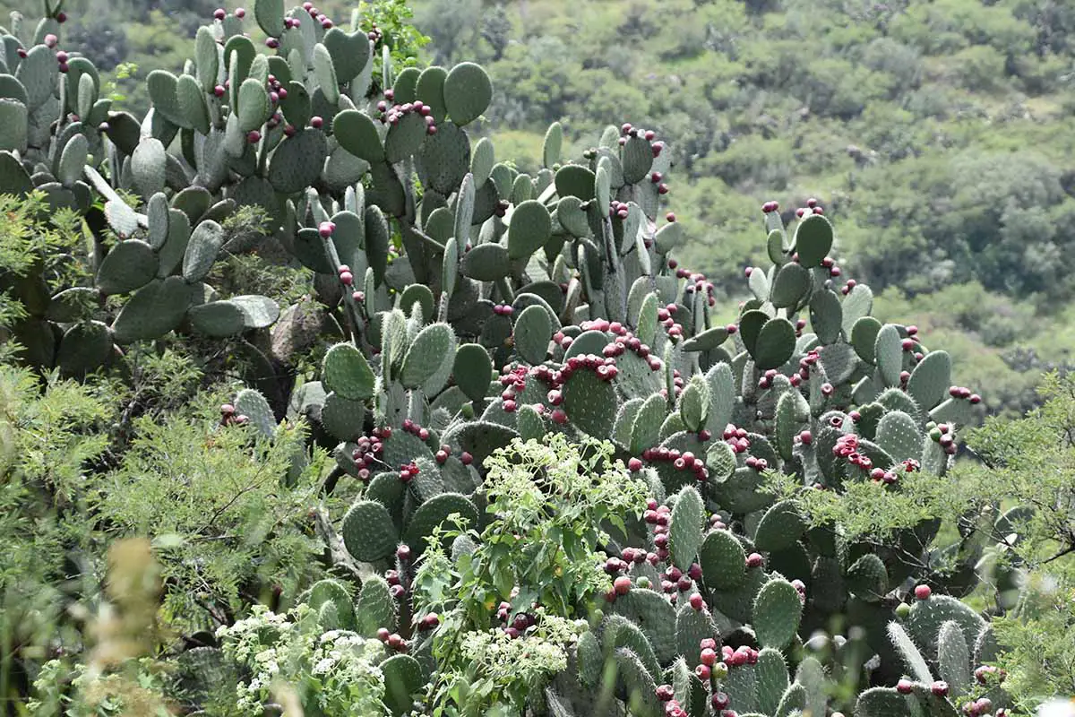 Una imagen horizontal de un gran cactus de pera espinosa (opuntia) que crece salvaje.