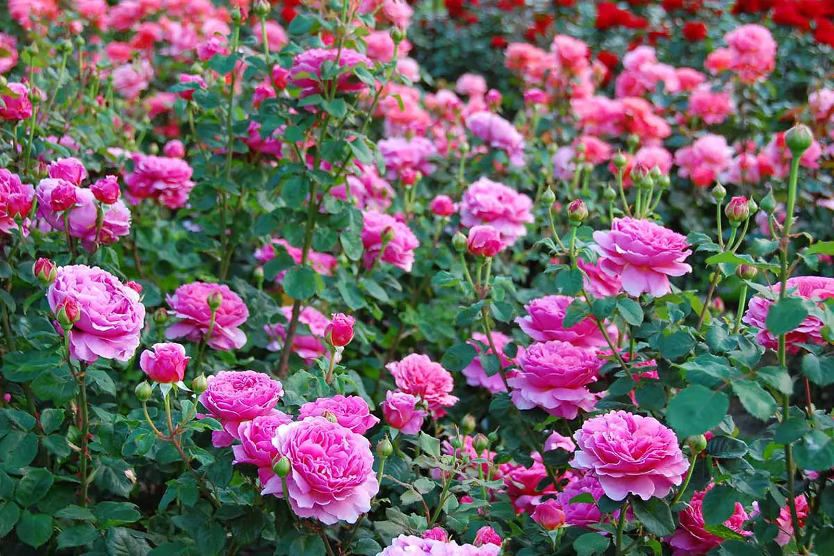 Una imagen horizontal de un jardín lleno de rosas de color rosa oscuro "Princesa Alexandra de Kent".