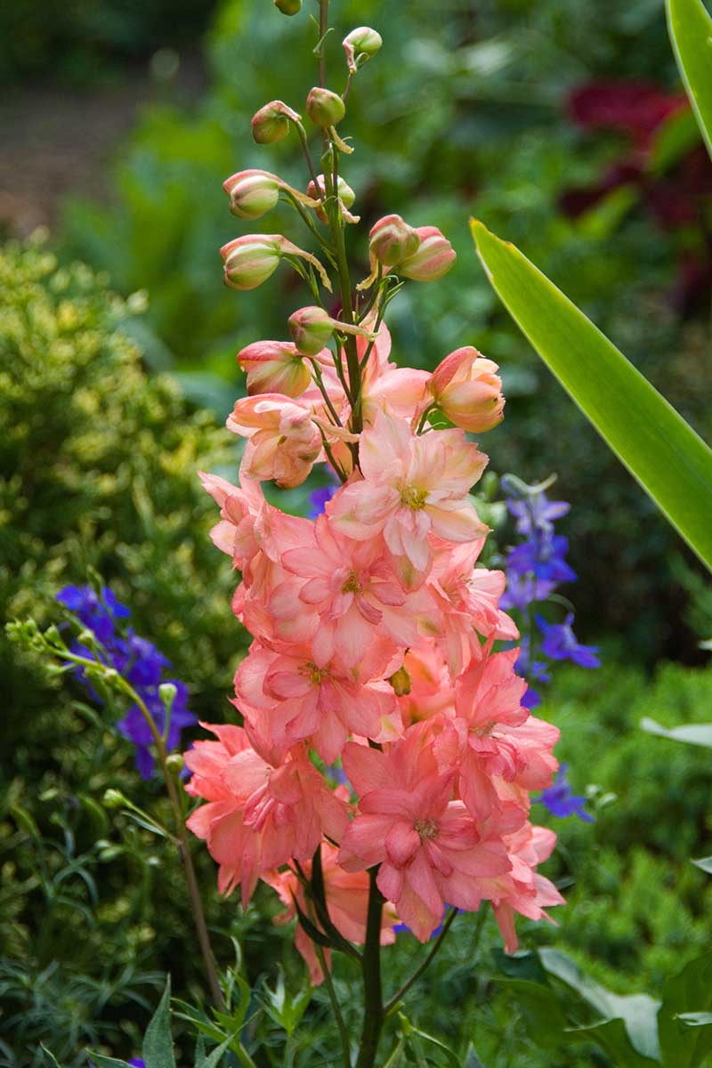 Una imagen vertical de primer plano de la 'Princesa Carolina' de color naranja claro que crece en el jardín con follaje y flores en un enfoque suave en el fondo.
