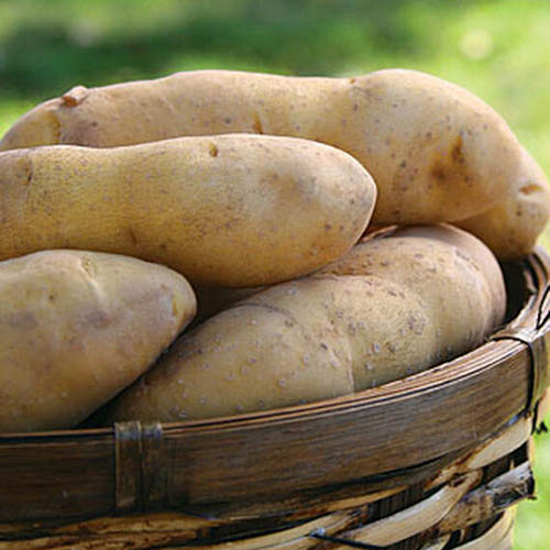 Un primer plano de una cesta de mimbre llena de patatas 'Princess Laratte' sobre un fondo de enfoque suave.