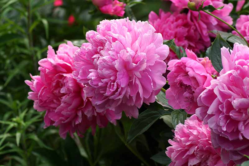 Una imagen horizontal de primer plano de flores de peonía rosa brillante que crecen en el jardín en un fondo de enfoque suave.