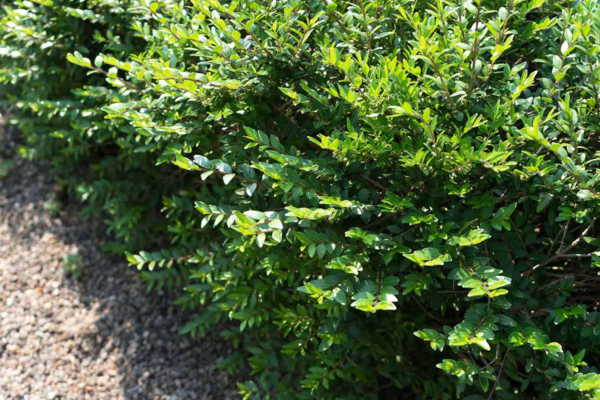Una imagen horizontal de primer plano de la madreselva privet (Lonicera pileata) que crece en el jardín fotografiado a la luz del sol.