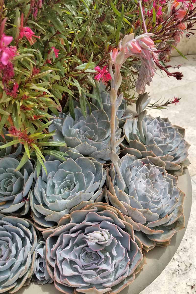 Rosetas suculentas de color azul grisáceo con un solo tallo largo coronado con flores rosadas, en una maceta de cemento con otra flora.