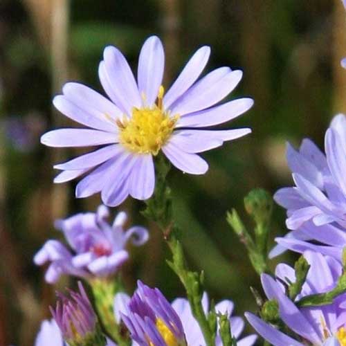 Un primer plano de una flor de Symphyotrichum oolentangiense o aster azul cielo que crece en el jardín sobre un fondo verde de enfoque suave.