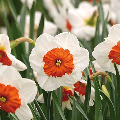 Una imagen cuadrada de primer plano de las flores blancas con centros naranjas del 'Profesor Einstein' que crece en el jardín de primavera.