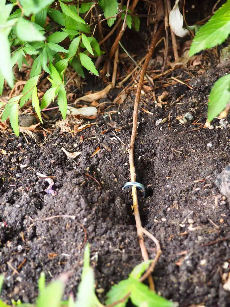Una pequeña rama de un arbusto de espirea se dobla y se coloca a lo largo de la tierra para formar raíces a través de la técnica de estratificación del suelo.