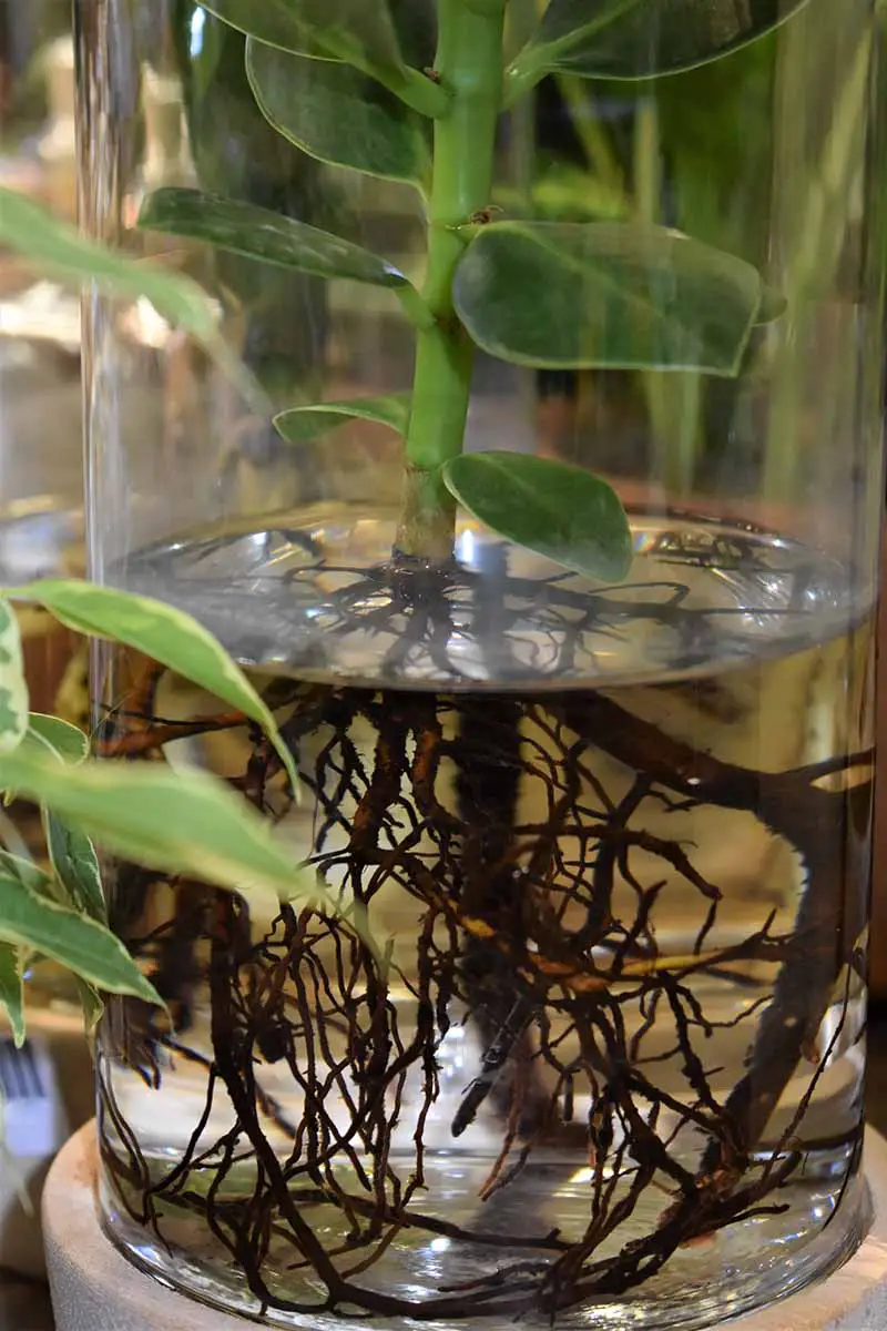 Una imagen vertical de primer plano de un tallo de planta ZZ enraizado en un vaso de agua.