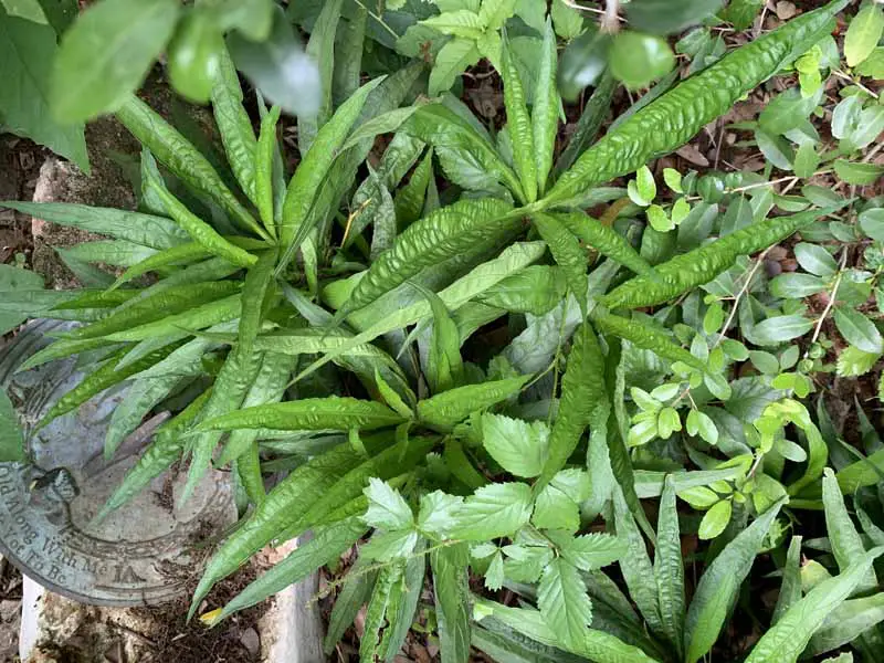 Imagen horizontal de arriba hacia abajo de las hojas verdes de Ruellia simplex sin flores.