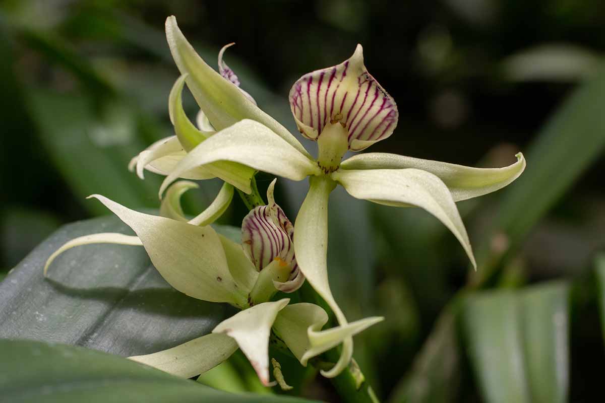 Una imagen vertical de primer plano de una flor de orquídea Phragmipedium caudatum representada en un fondo oscuro de enfoque suave.