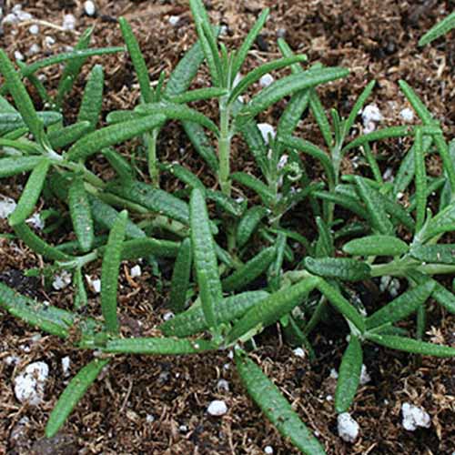 Un primer plano de la variedad Salvia rosmarinus 'Prostratus' que crece en el suelo.  Las pequeñas hojas en forma de aguja son de color verde y contrastan con la tierra oscura.